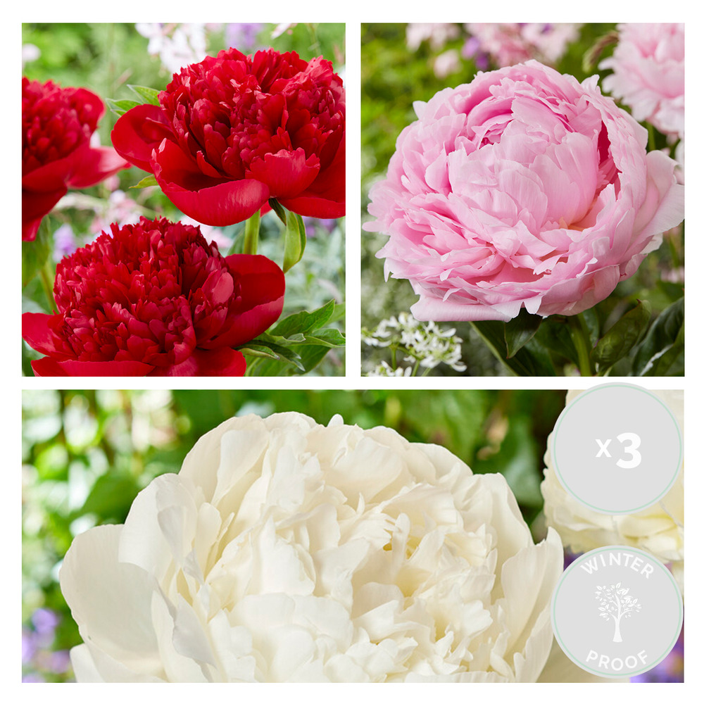 3x paeonia mix – pivoine – arbuste – rustique – ⌀09 cm - ↕15-20 cm
