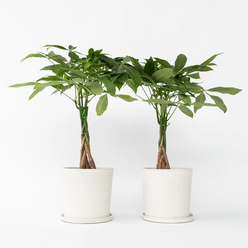 Geldboom - Set van 2 - Pachira aquatica - Hoogte 60-70cm - ⌀17cm