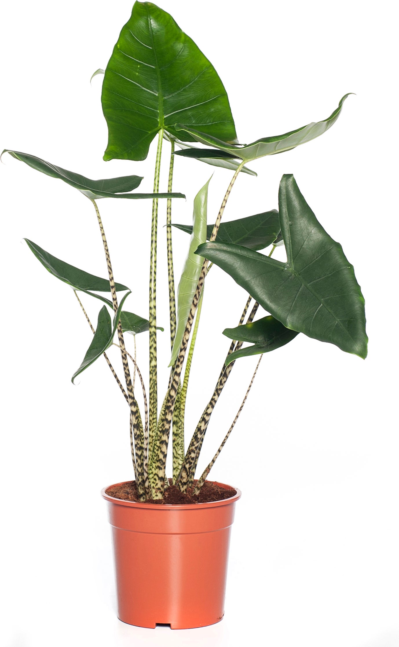 Olifantsoor (Alocasia zebrina) D 24 H 90 cm