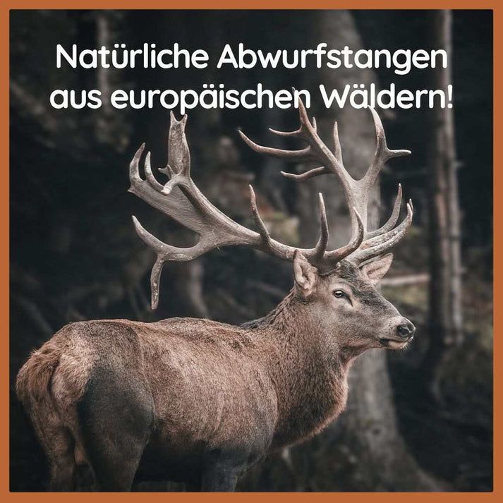 WILDFANG® Damhirsch Geweih-Kaustab