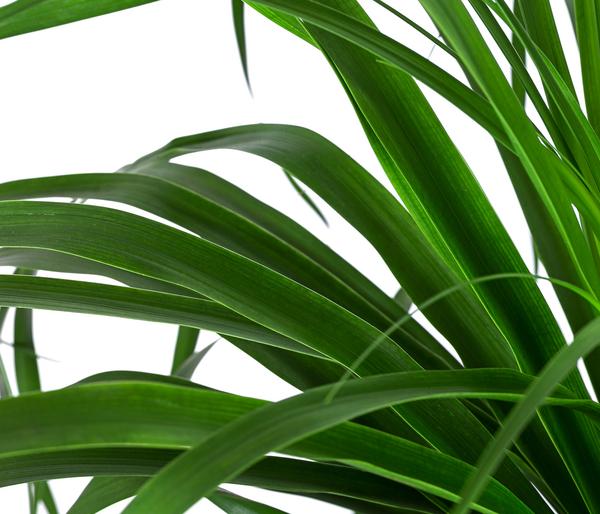 Elefantenfuß - Beaucarnea recurvata,
