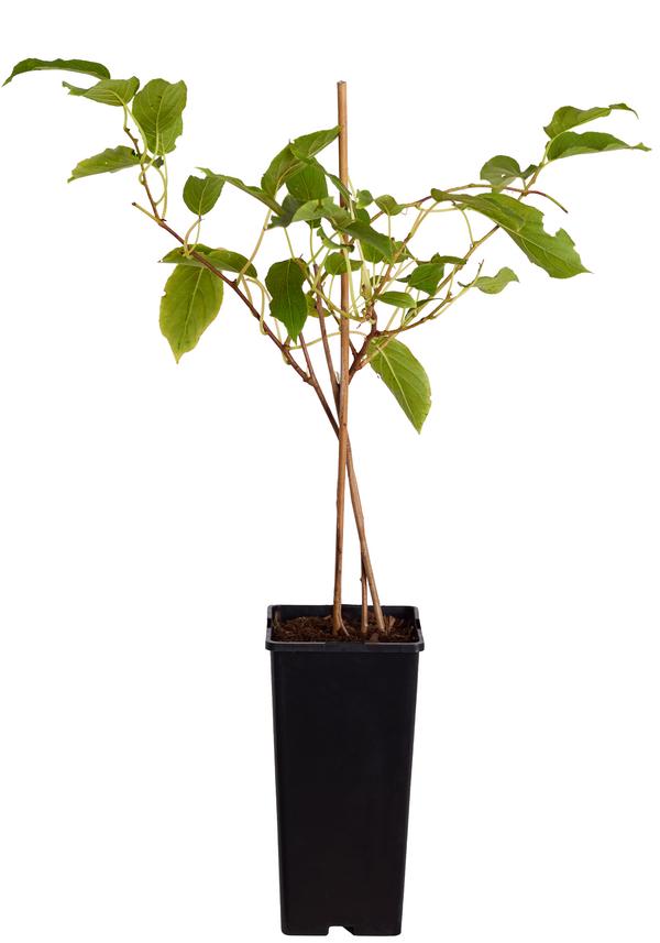 Kiwi 'Issai'