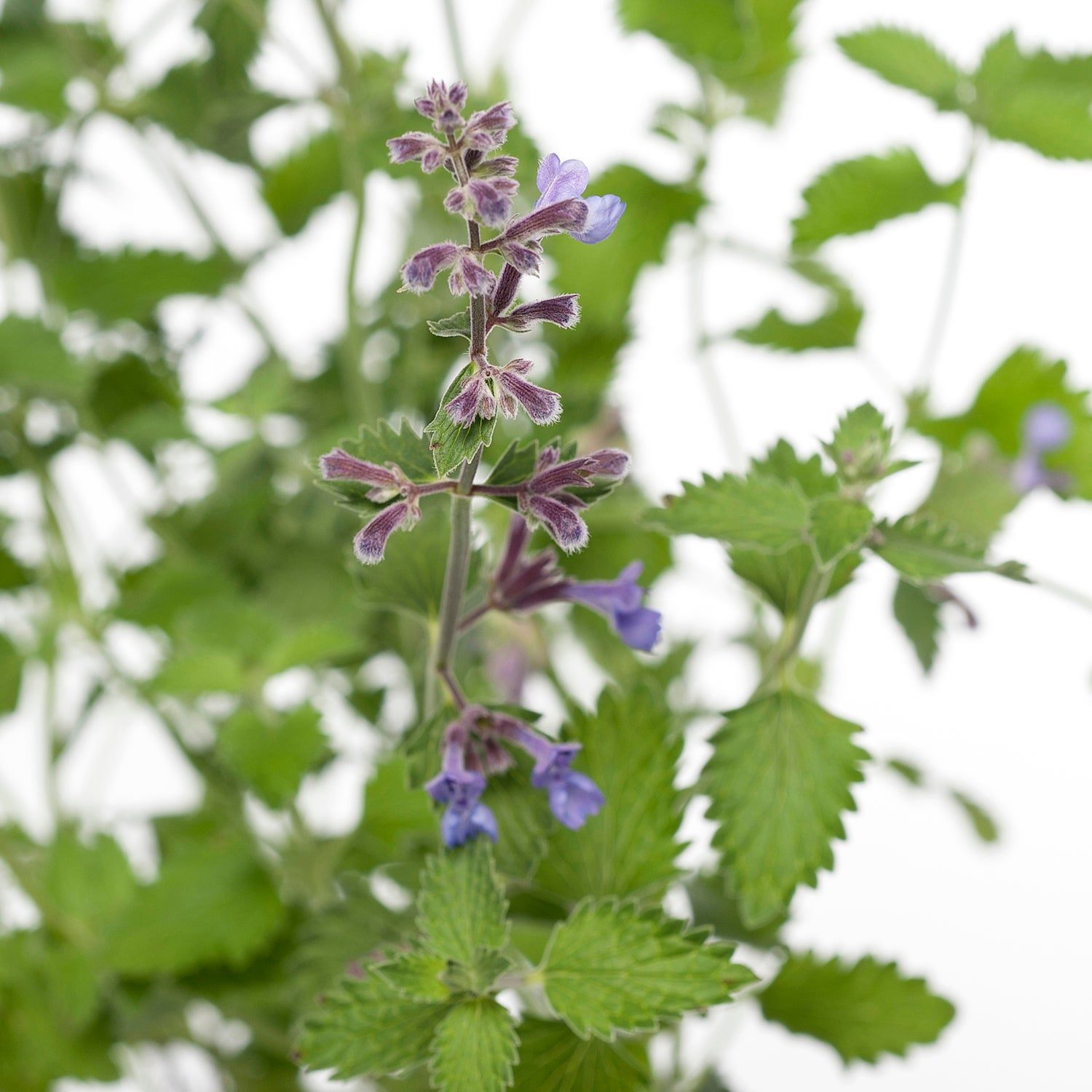 Kattenkruid (Nepeta faasenii 'Six Hills Giant') D 11 H 40 cm