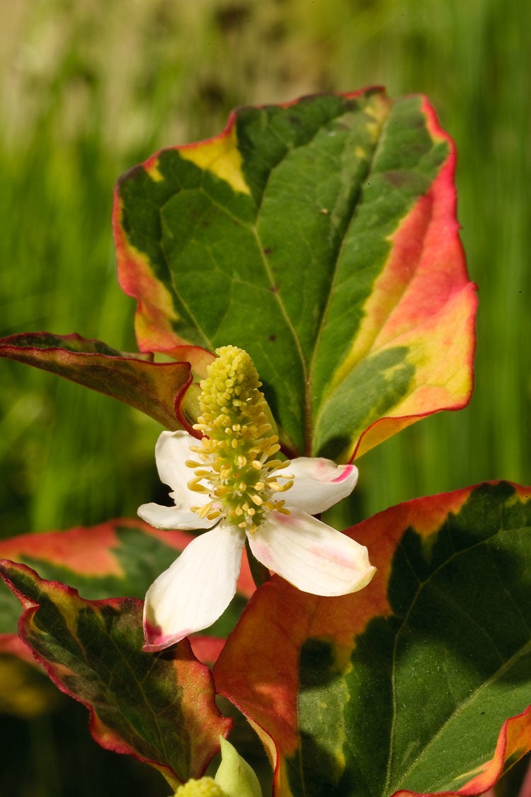 Bonte moerasanemoon (Houttuynia cordata 'Chameleon') D 9 H 20 cm