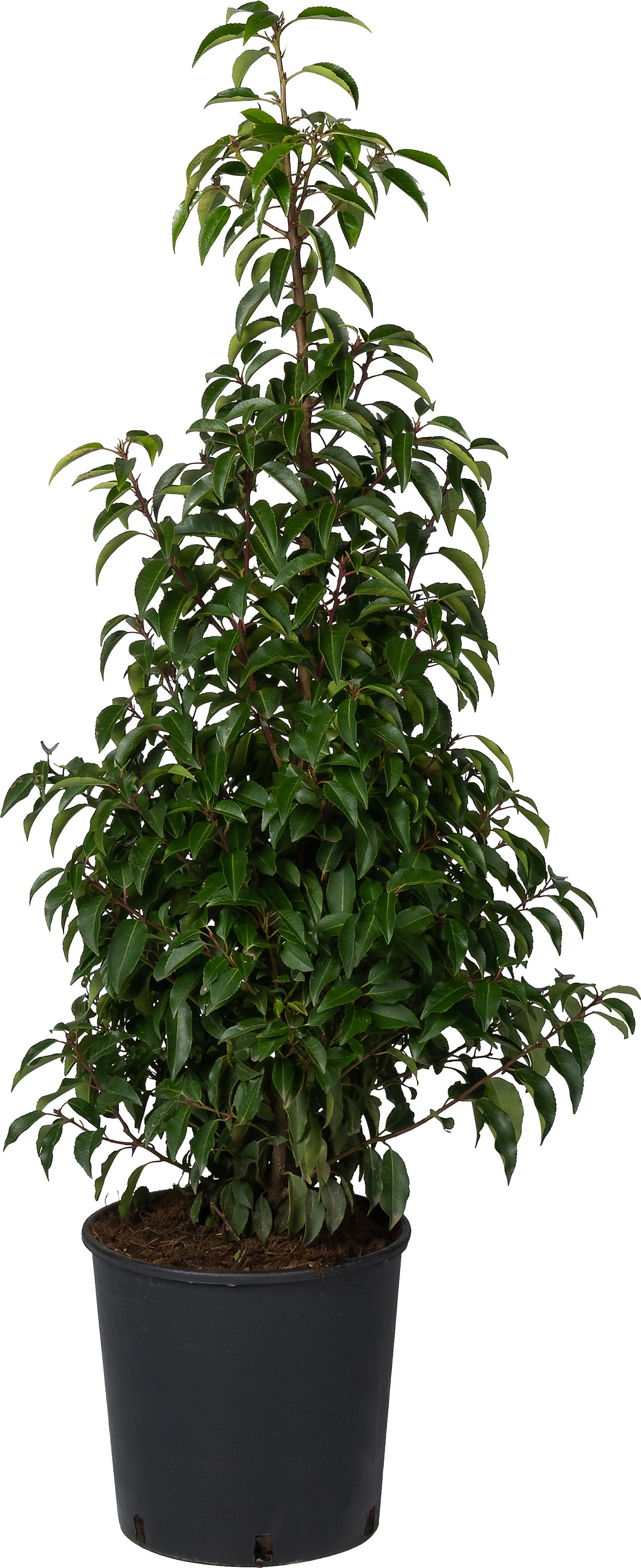 Portugese Laurier (Prunus lusitanica 'Angustifolia') D 23 H 80 cm