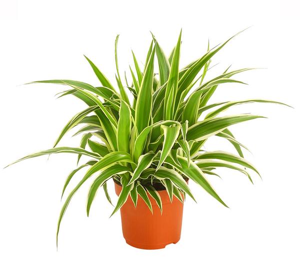 Grünlilie - Chlorophytum comosum 'Ocean'