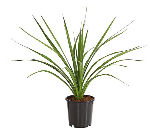Keulenlilie - Cordyline australis