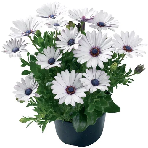 Osteospermum White 19 cm Spansk margeritt Ø19 cm