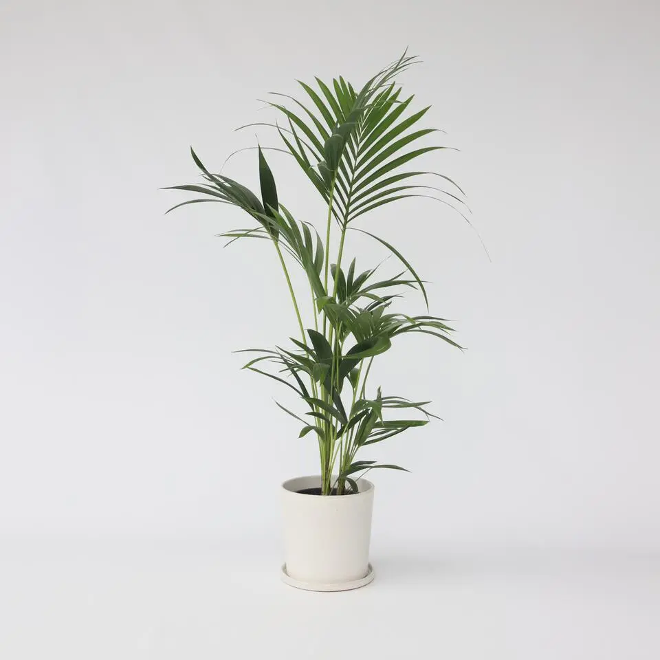 Kentiapalm - Howea forsteriana - Hoogte 90-100cm - ⌀18cm