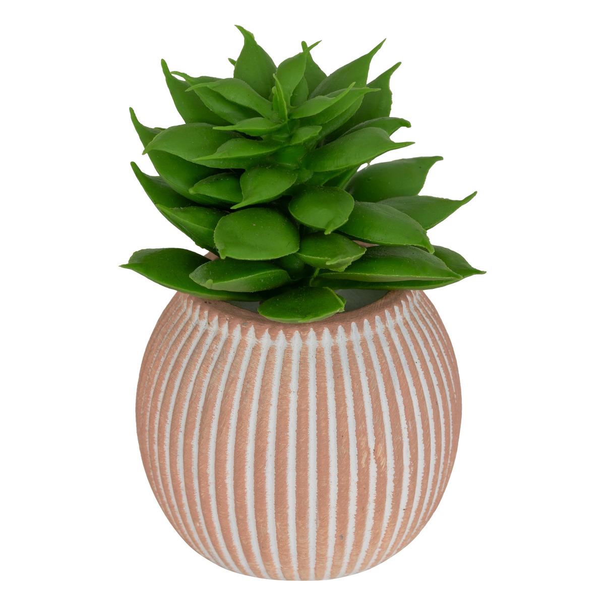 MINI PLANTE GRASSE POT CIMENT UBI H.7CM