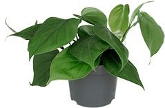 Philodendron (Philodendron scandens) D 12 H 15 cm