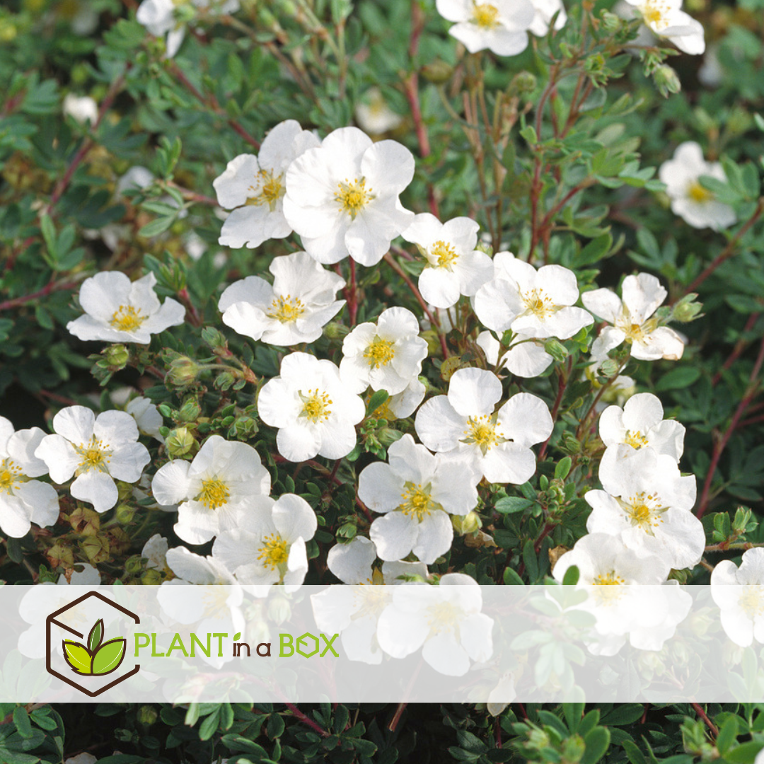 Potentilla abbotswood - set de 2 - potentille arbustiv -pot 17cm-hauteur 20-30cm