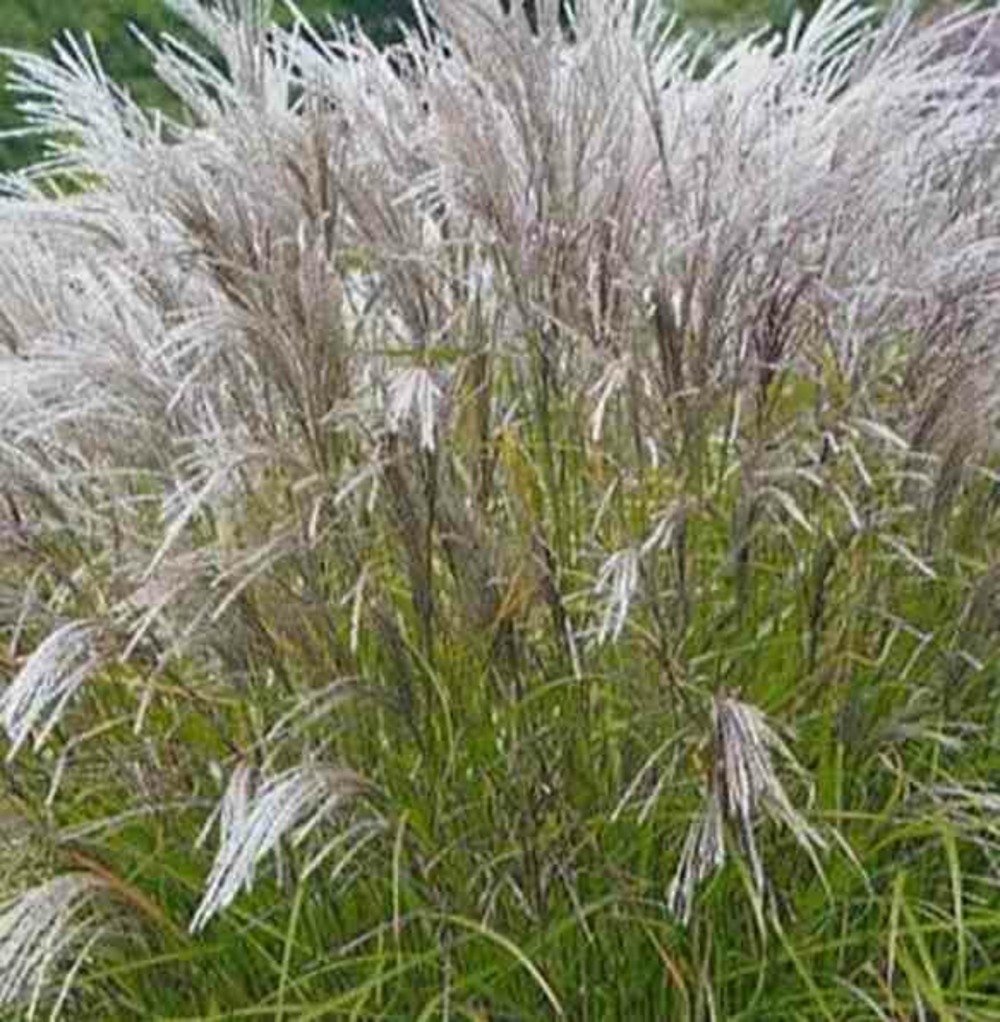 Miscanthus sinensis kleine silberspinne (roseau de chine, eulalie) taille pot de 10 litres