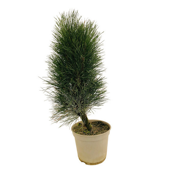 Pinus nigra ' Green Tower ' : hauteur 40/50 cm pot 4 litres