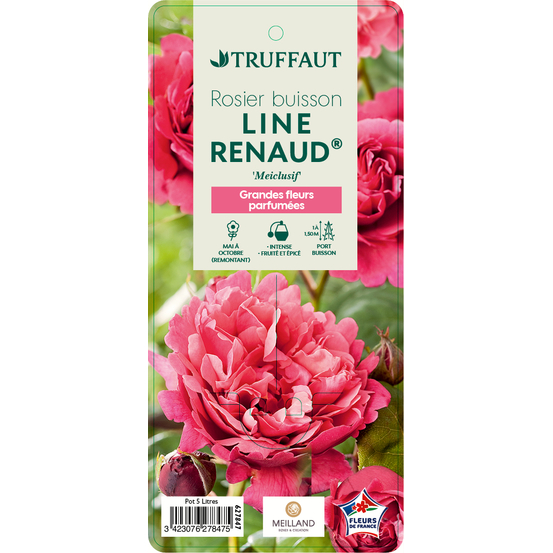 Rosier buisson 'Line Renaud®' (Meiclusif) Label Rouge: pot de 5 litres