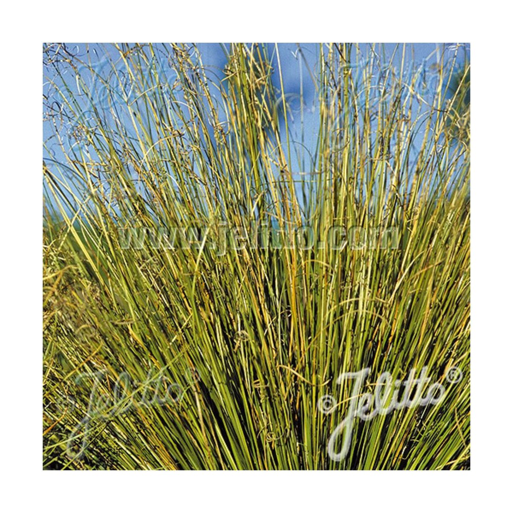 Laîche de buchanan green twist/carex buchananii green twist[-]godet
