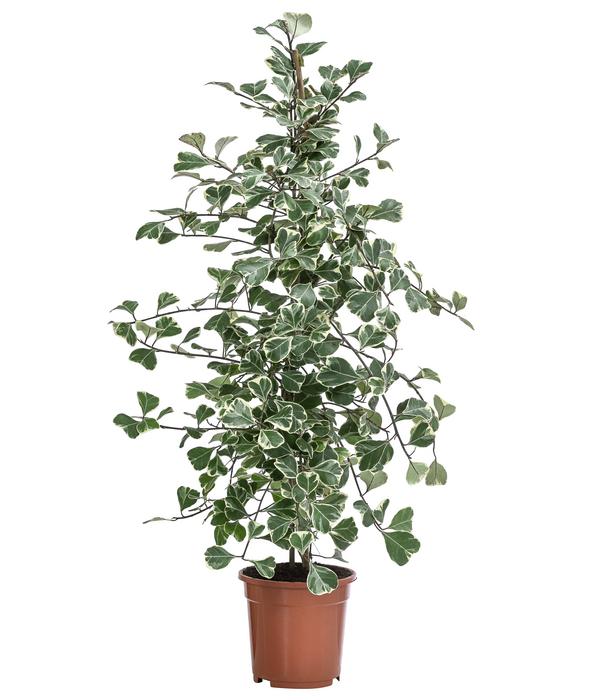 Natalfeige - Ficus triangularis variegata