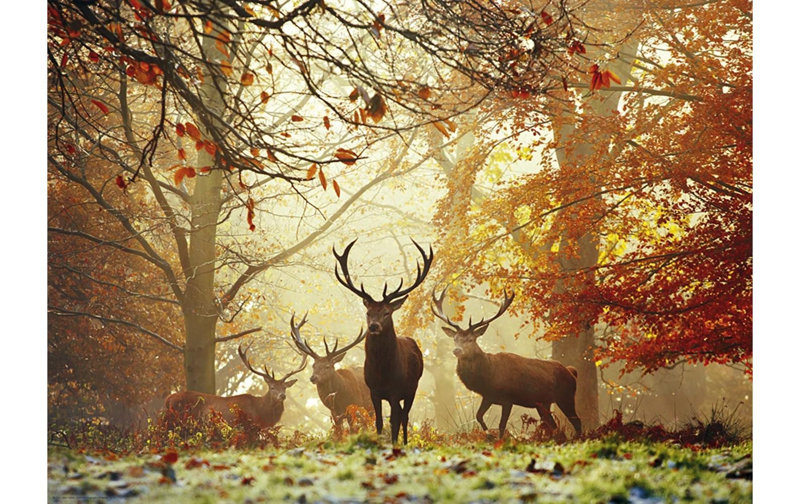 Puzzle Stags StandardPuzzle mit 1000 Teilen