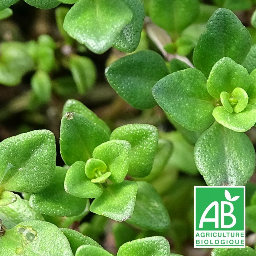 Thym citron bio/thymus culinary lemon[-]godet