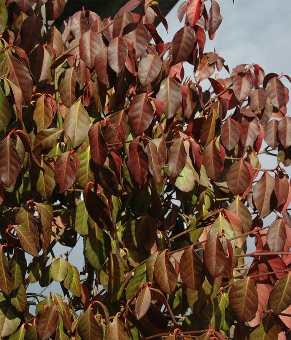 Hecke am laufenden Meter® Kletternder