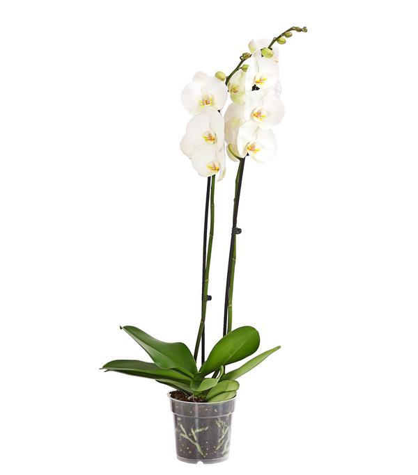 Schmetterlingsorchidee - Phalaenopsis