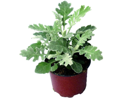 Silverleaf FloraSelf Senecio cineraria 'Maritima' Ø 9 cm pot