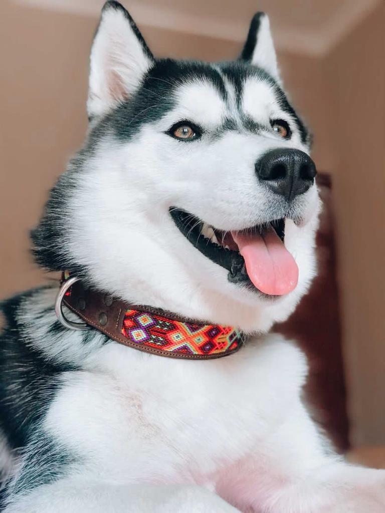 Coleira de couro artesanal LOYAL, tamanho G, para cães.