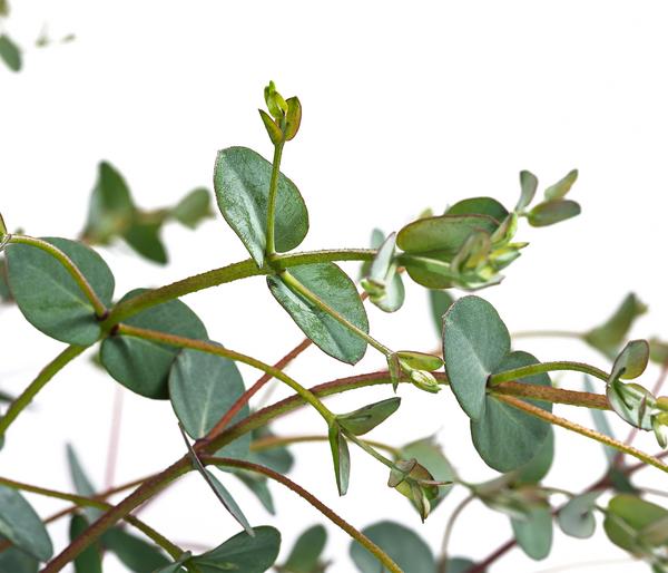 Eukalyptus, Busch