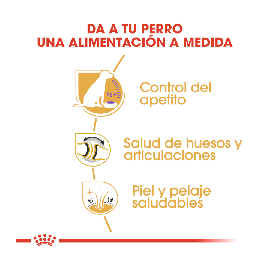 Ração esterilizada Royal Canin para cães adultos da raça Labrador.
