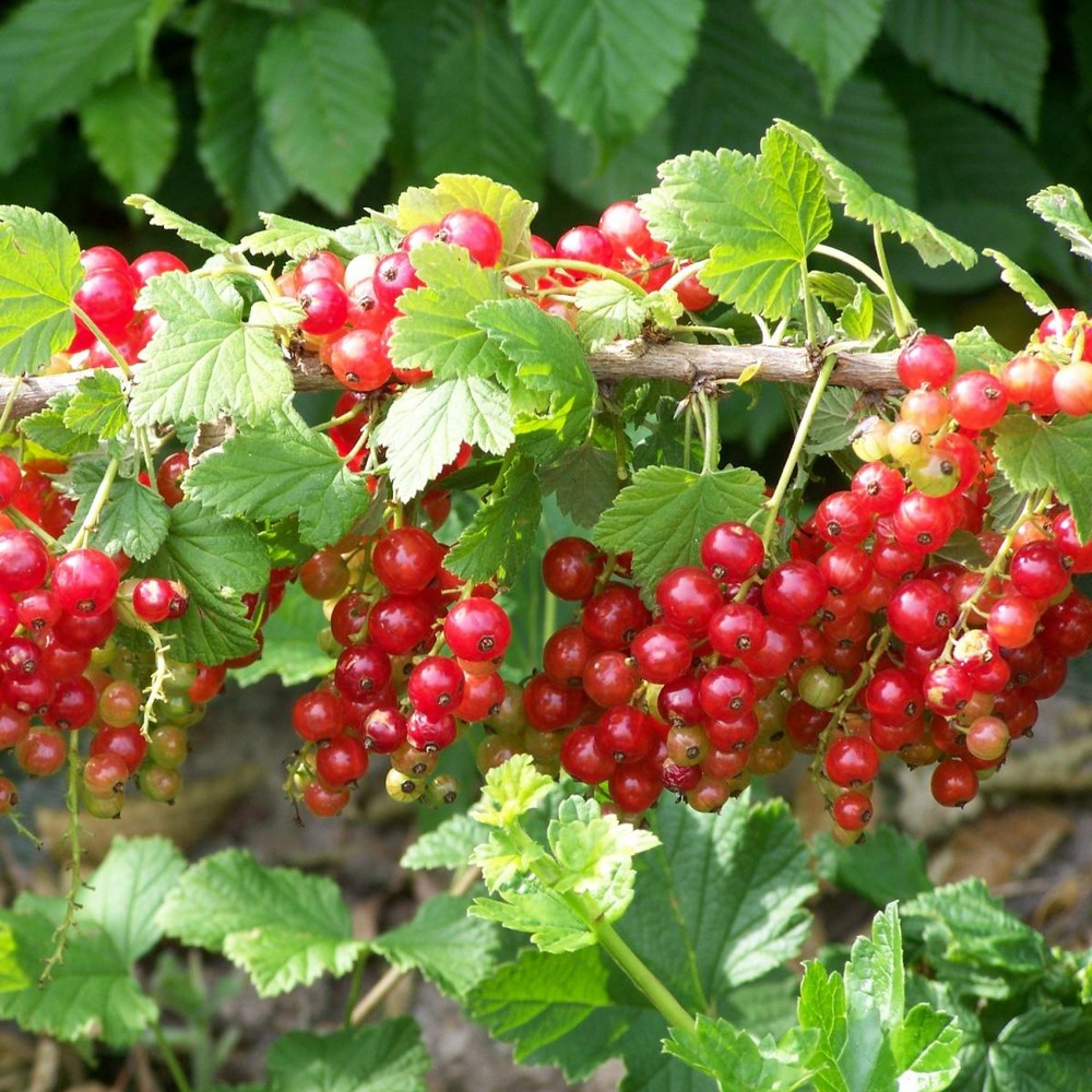 Groseillier à grappes rubrum jonkeer van tets/ribes rubrum jonkeer van tets[-]pot de 3l - 40/60 cm