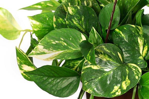 Efeutute - Epipremnum aureum 'Torro', Ampel