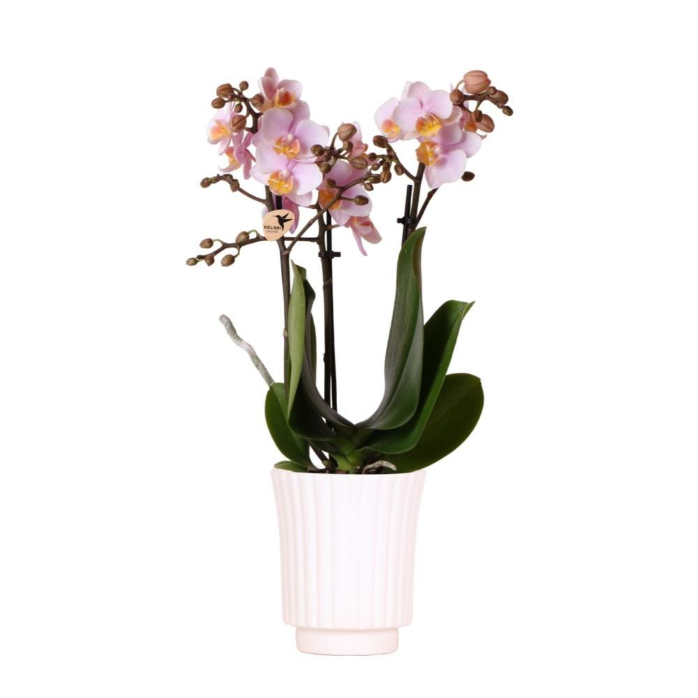 Orchidées colibri | orchidée phalaenopsis rose - andorre en pot décoratif rétro blanc - taille du pot 9cm - 40cm de haut