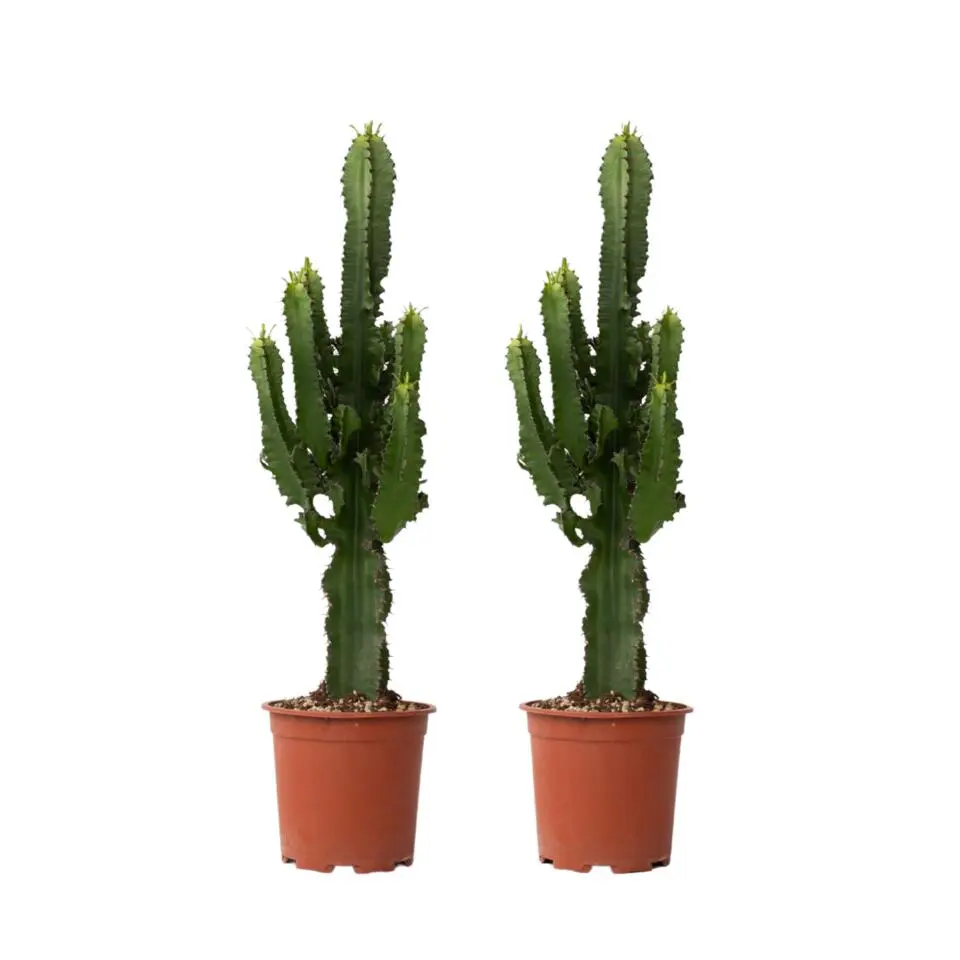 Cowboycactus - Set van 2 - Euphorbia ingens - Hoogte 50-60cm - ⌀17cm