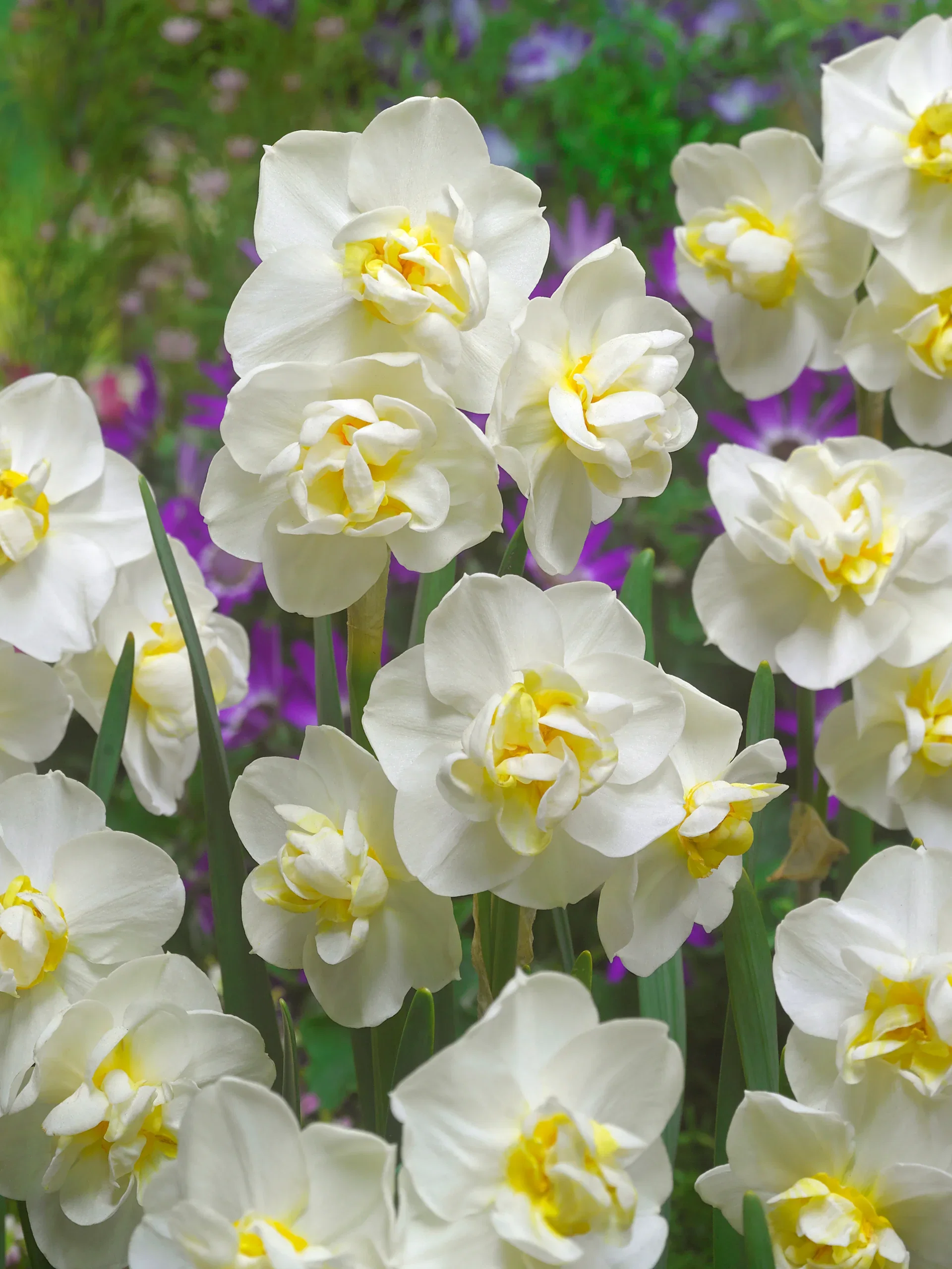 Narcissus x medioluteus 'Cheerfulness' Narsiss 'Cheerfulness'