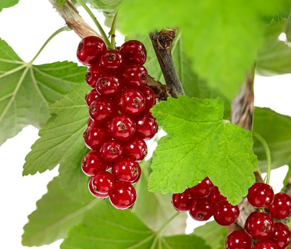 Rote Säulenjohannisbeere