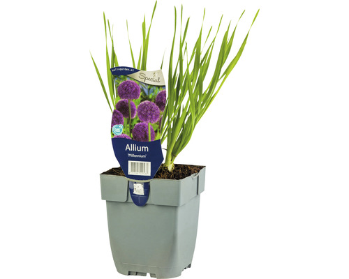 Sierui FloraSelf Allium 'Millenium' H 5-20 cm Co 0,5 L
