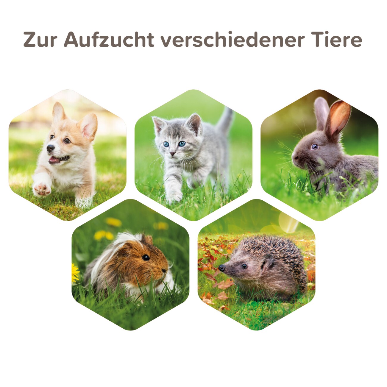 Beaphar Aufzucht-Set