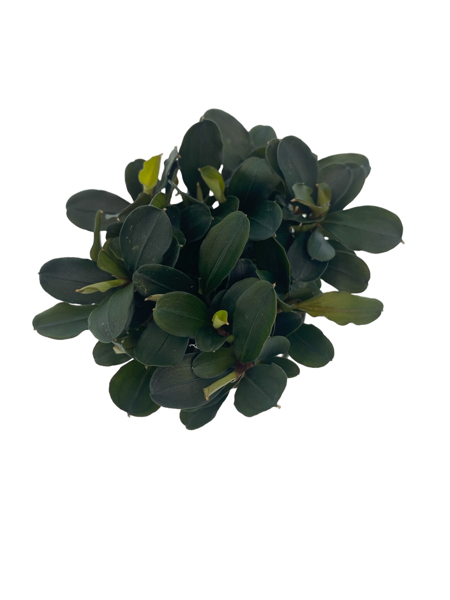 Waterplant Bucephalandra Theia