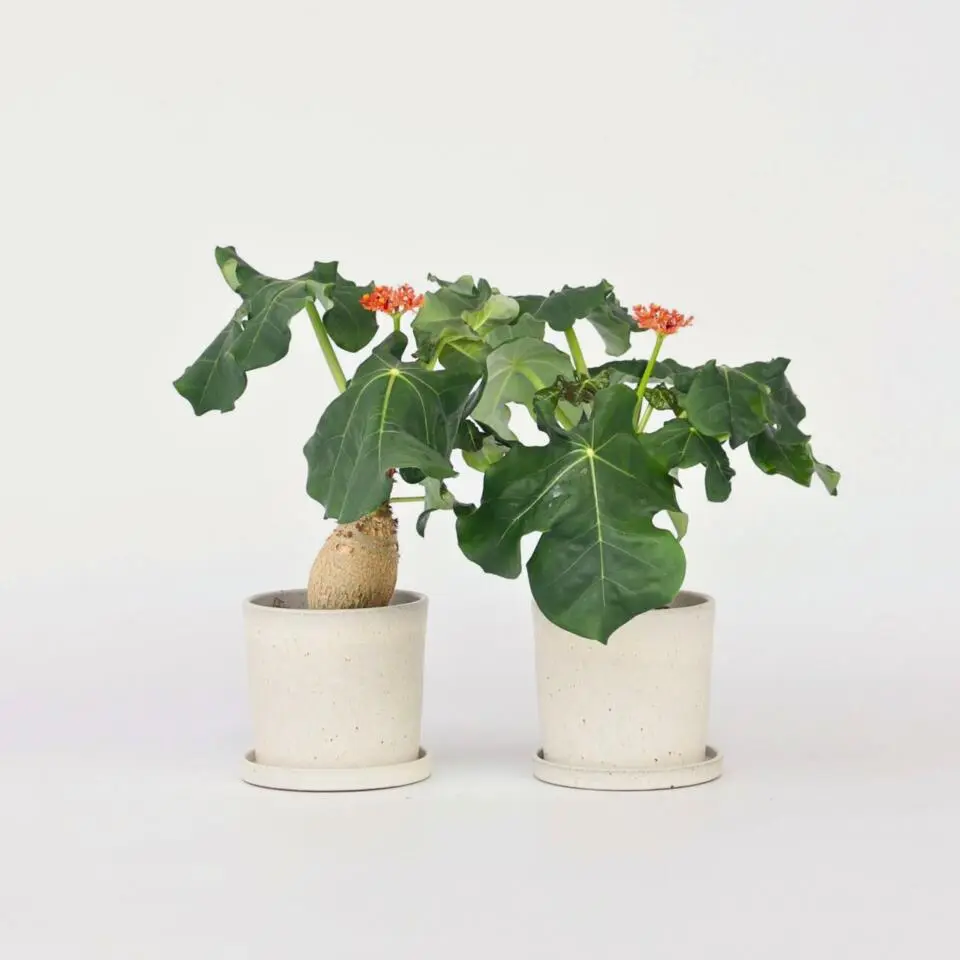 Koraalplant - Set van 2 - Jatropha podagrica - Hoogte 25-45cm - ⌀13cm