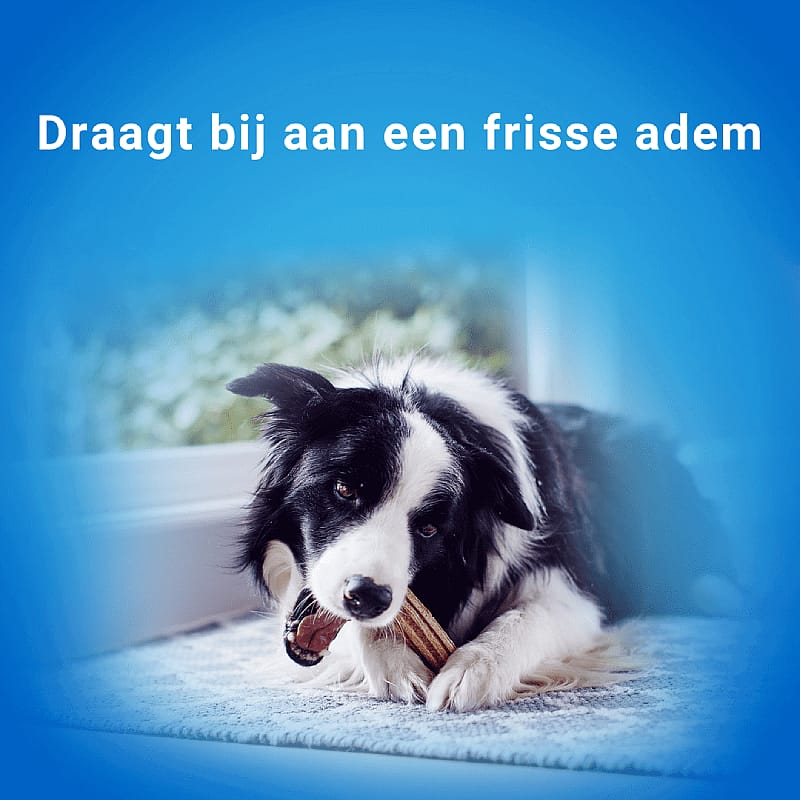 Purina DentaLife Hond | Small - 7 sticks | 12844