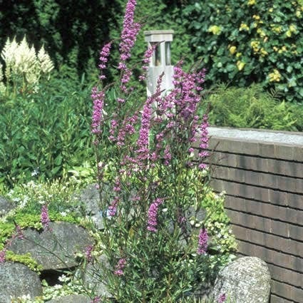Kattenstaart (Lythrum salicaria) D 9 H 10 cm