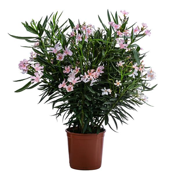 Oleander, Busch