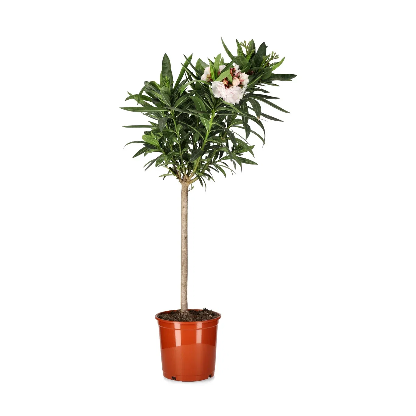 Nerium oleander Oppstammet oleander Ø21 cm