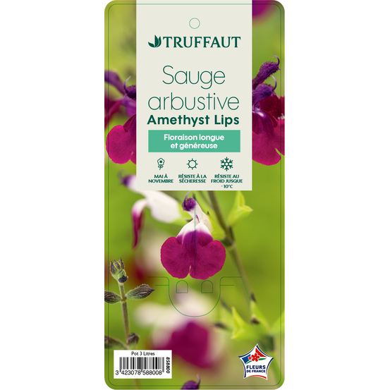 Salvia 'Amethyst Lips':pot 3L MDD