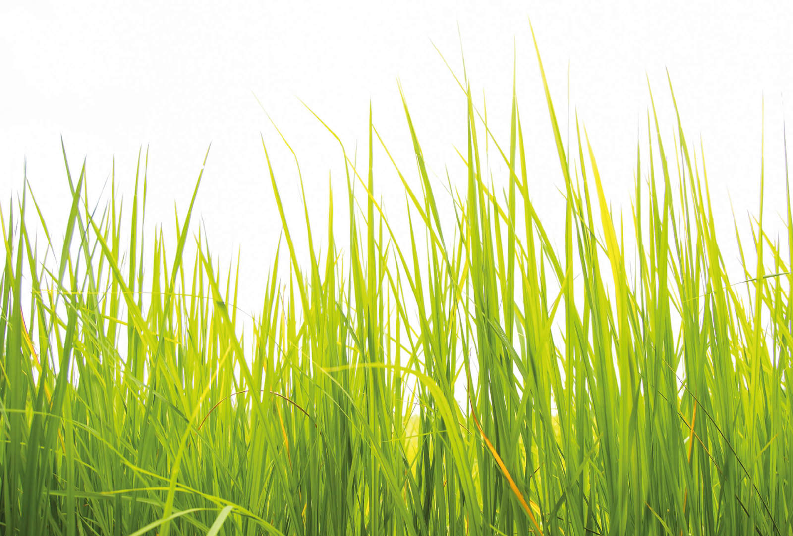 Fototapete DESIGNWALLS 2.0 - grün-weiß - Wiese - 2,6 Meter