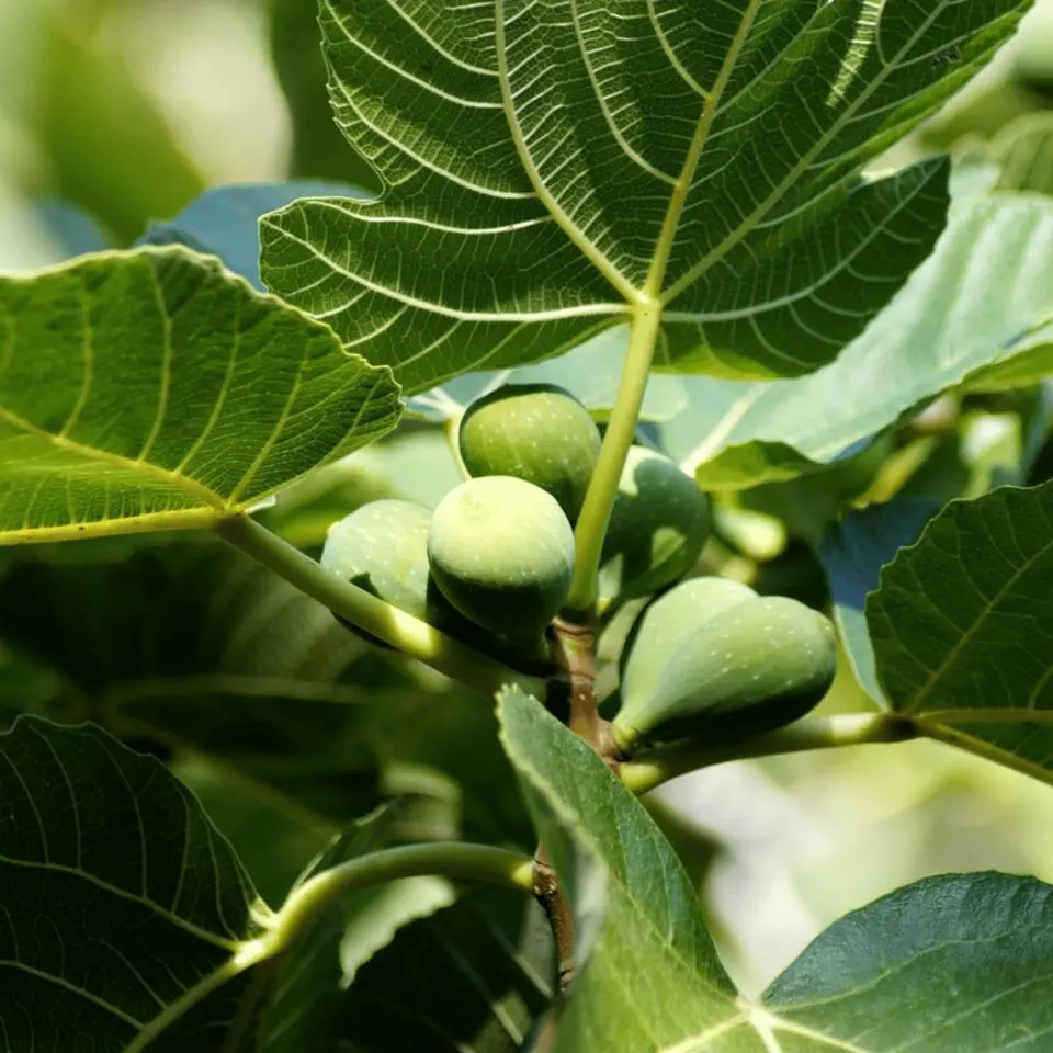 Vijgenboom - Set van 2 - Ficus Carica - Hoogte 70-90cm - ⌀21cm