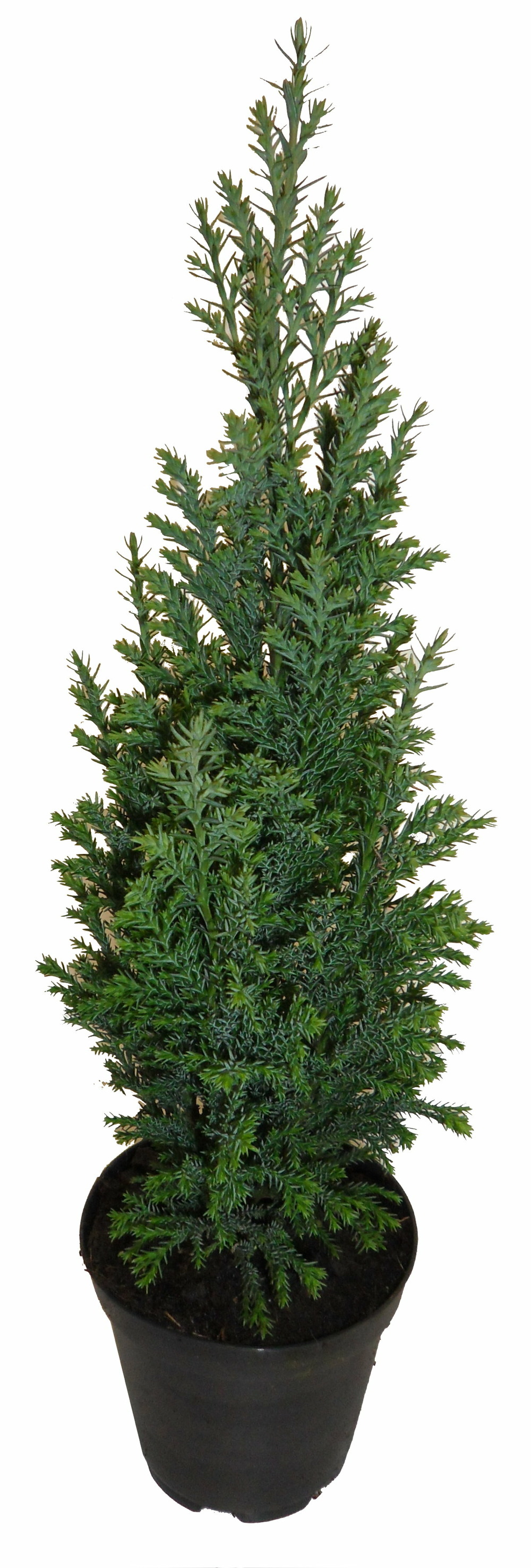 Chamaecyparis law. Elwoodii pot 9 cm