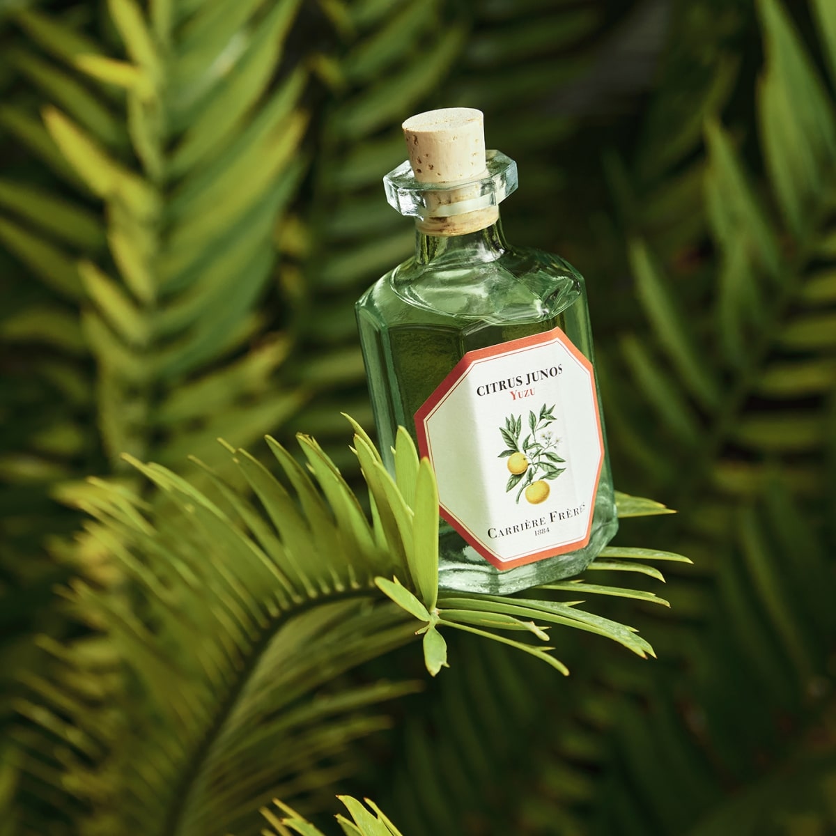 CARRIÈRE FRÈRES Yuzu - Citrus Junos Diffuseur de Parfum