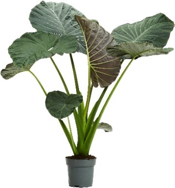 Olifantsoor (Alocasia 'Regal Shields') D 32 H 140 cm
