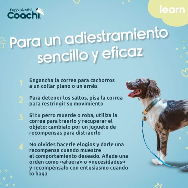 Hundesele Coachi